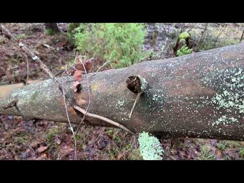 Видео: Часы в лесу, нравятся, как это когда-то было