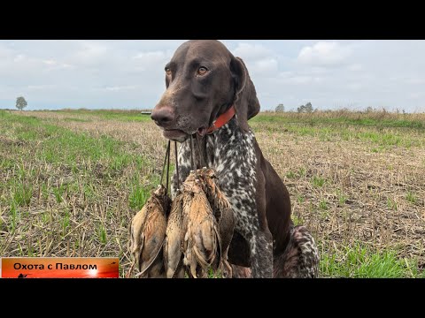 Видео: Качественная охота на перепелку с курцхааром.