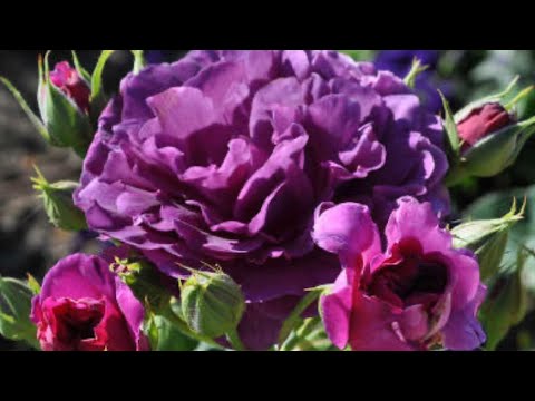 Видео: РОЗЫ. СТИМУЛЯТОРЫ И РЕГУЛЯТОРЫ РОСТА.