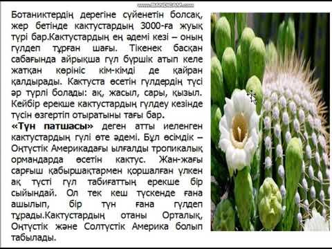 Видео: "Кактус гүлі" Жасыл дәріхана  6 сынып