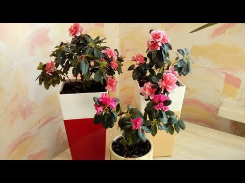Видео: Азалия комнатная Уход в домашних условиях Размножение методом деления куста Грунт для азалии
