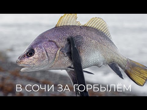 Видео: В Сочи за горбылём🎣 Утренний ROCKFISHING 🐡