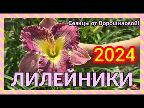 Видео: Цветение лилейников! Сеянцы Ворошиловой / Сад Ворошиловой