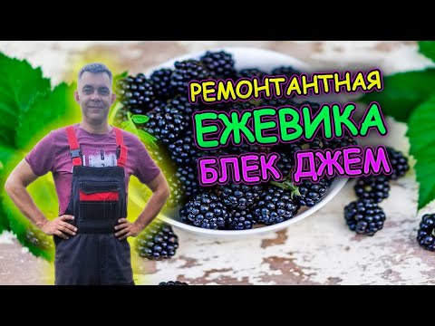 Видео: Ежевика Блек Джем плодоношение на побегах текущего года. Как выращивать ремонтантную ежевику.