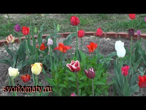 Видео: Посадка и весенний уход за тюльпанами