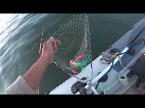 Видео: Рыбалка ШАРДАРА Торанкул 10.07.24. Разведка