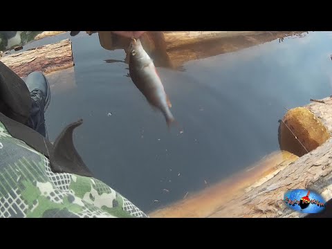 Видео: Пытаю счастье на плотах с сибирским лесом! Ловля окуня.