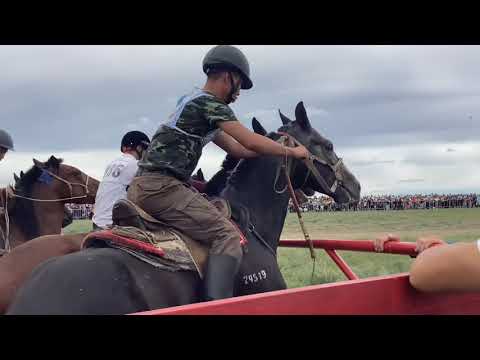 Видео: НААДЫМ 2023, Тыва, конные скачки 14.08.23 иноходцы