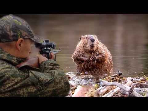 Видео: Ночная Охота на Бобра с мелкашкой Соболь 22 lr. Охота 2023.