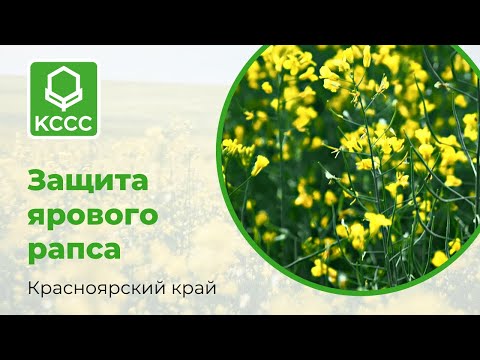 Видео: Комплексная система защиты ярового рапса в Красноярском крае