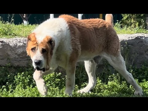 Видео: ОНИ БЫЛИ НА ГРАНИ ЖИЗНИ И СМЕРТИ,НО ВОСКРЕСЛИ КАК ПТИЦА ФЕНИКС