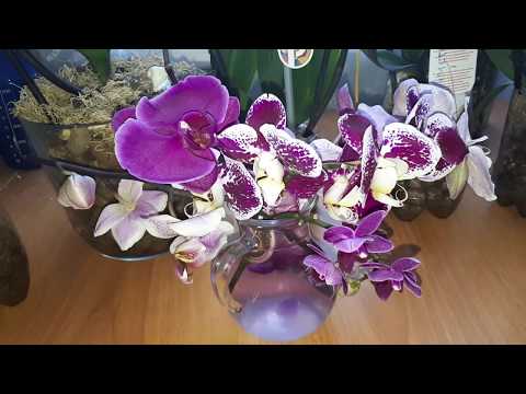 Видео: Полив ОРХИДЕЙ БЕЗ КОРНЕЙ В чистом Керамзите