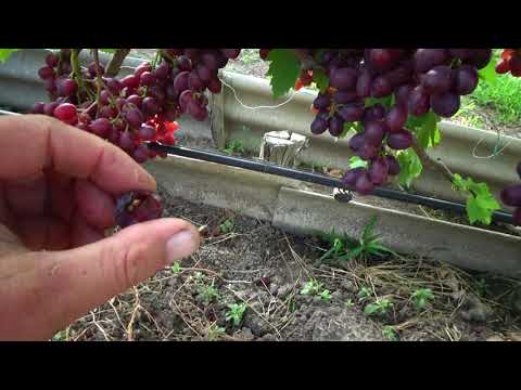 Видео: Обзор ранних сортов винограда на 02 08 2020г