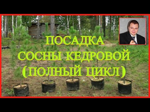 Видео: #Кедр 👉Сосна кедровая🌲 Как  вырастить Кедр🌲 Полный цикл от А до Я🌲 Стратификация, посадка и уход.