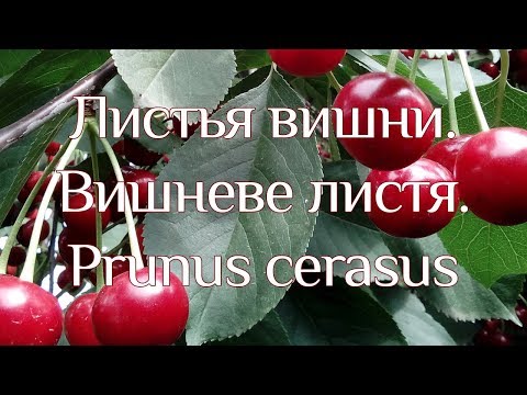 Видео: Вишневе листя