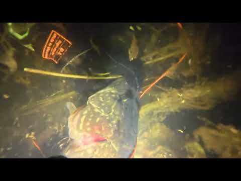 Видео: Нічне полювання під водою. Перші вилазки осені