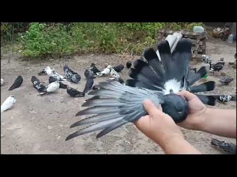 Видео: "ПРИГЛАСИ!!!" в конце объявление... 🔥