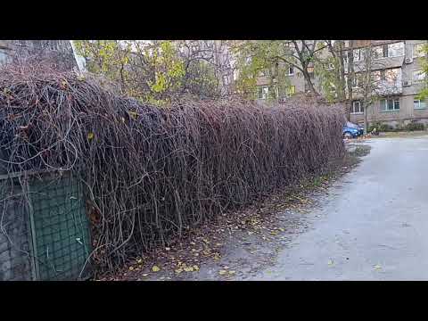 Видео: ВСЁ МЕНЯЕТСЯ! ЗАПОРОЖЬЕ ❤️ НОЯБРЬ 🍁 2025