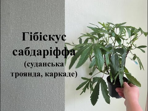 Видео: Гібіскус каркаде - чи можна вирощувати вдома?