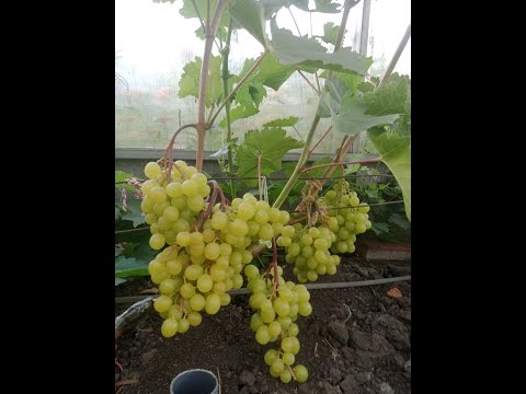 Видео: Виноград к срезке в теплице  23,07. Нижегородская обл.