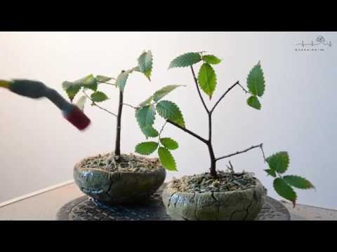 Видео: Как поставить воздушную отводку. | Air layering on zelkova serrata plant material. Part 2.