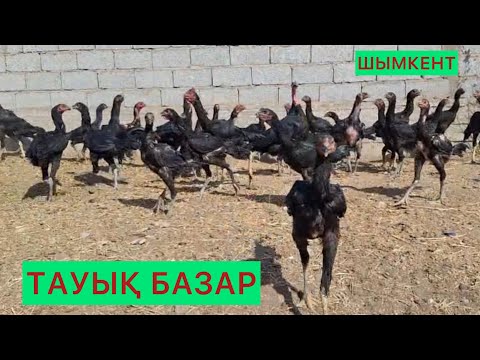Видео: Тауық бағалары 21.09.25ж