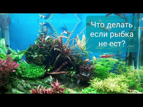 Видео: Что делать если рыбка не ест?