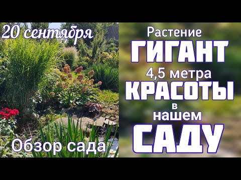 Видео: Прогулка 💐 ЦВЕТЕНИЕ сада 💐20 сентября 💐 обзор участка