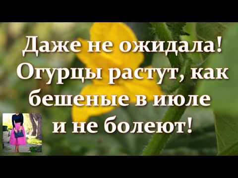 Видео: Сделайте это с огурцами в июле и они будут давать урожай ведрами! Уход за огурцами, подкормки в июле
