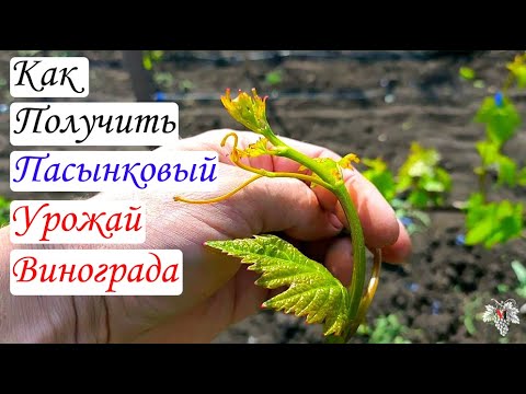 Видео: Как получить пасынковый урожай винограда