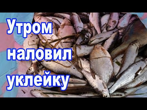 Видео: Утром наловил уклейки