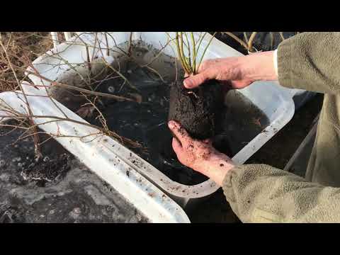 Видео: Причины плохой приживаемость 3х-5ти-7ми летних саженце? Это не так! Развеиваем мифы.