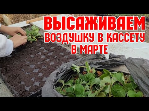 Видео: Высаживаем усы клубники весной, после хранения в морозильной камере!