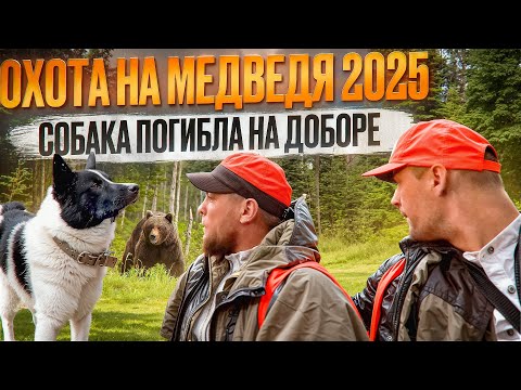 Видео: ОХОТА НА МЕДВЕДЯ 2025 // ДОБЫТ ТРОФЕЙ // СОБАКА ПОГИБЛА НА ДОБОРЕ