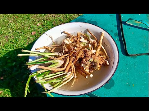 Видео: Жарю семечки подсолнечника. Заготовка хрена на зиму. (начало)