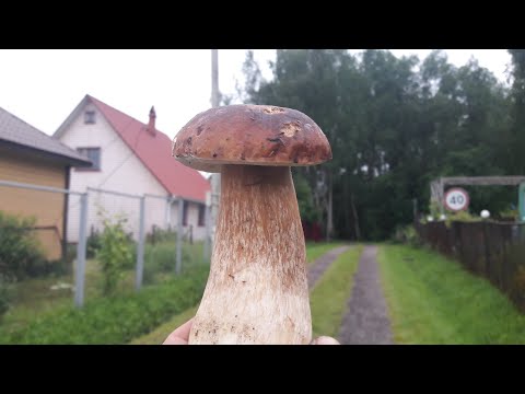Видео: Вечерняя прогулка за белыми грибами возле дачных участков. То что хотел то нашёл!