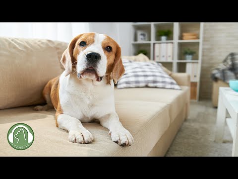 Видео: Музыка для одиноких собак🐶Как расслабить собаку у себя дома🎵Музыка для снятия стресса для собак