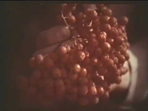 Видео: Выявление и учет запасов лекарственных растений © Identification of medicinal plant reserves