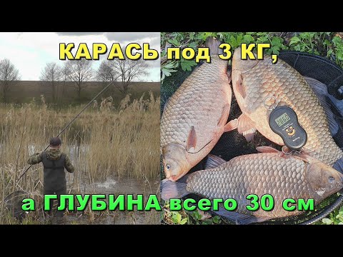 Видео: Я таких карасей еще не ловил! Охота на карася под 3кг