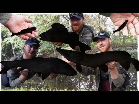 Видео: «The Ultimate Species Challenge» приносит мне новый PB!