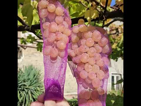 Видео: Чушки, зеле, грозде - 31.10.25.