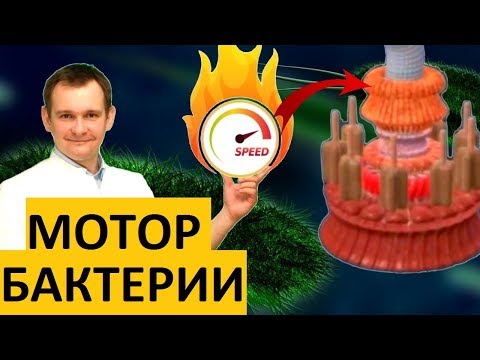 Видео: ЖГУТИКОВЫЙ ДВИГАТЕЛЬ БАКТЕРИИ. Полный обзор наномотора. ТЕХНОЛОГИИ В ПРИРОДЕ.