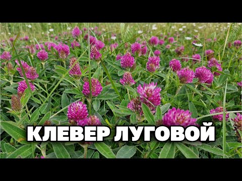 Видео: ПРАВИЛА СБОРА КЛЕВЕР ЛУГОВОЙ ПРИМЕНЕНИЕ ГОЛОВНАЯ БОЛЬ АТЕРОСКЛЕРОЗ ПРИ КЛИМАКСЕ  @natureMarusya