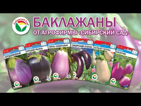 Видео: Баклажаны от агрофирмы "Сибирский сад"