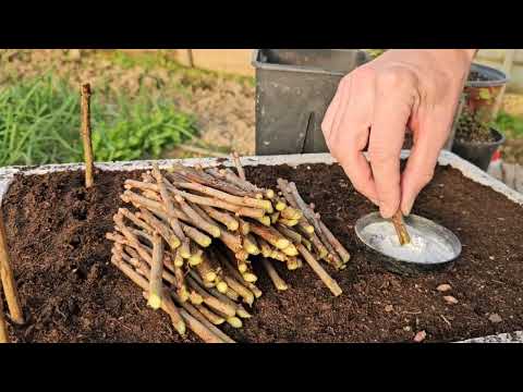 Видео: Обрезка и размножение смородины простым способом
