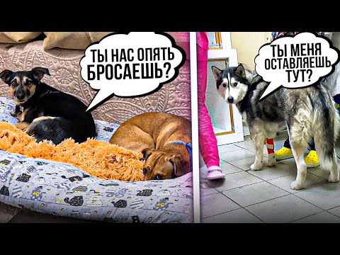 Видео: Уехала с Хасей на реабилитацию после отравления. На стационар не берут в Новогодние праздники(((