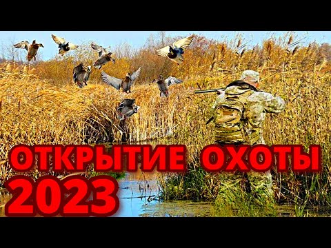 Видео: Открытие охоты 2023 на утку! Охота на утку в дружной компании!