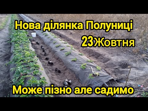 Видео: Висадка Схеми Живлення ПОЛУНИЦІ 