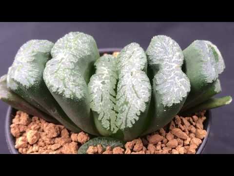 Видео: Коллекция Haworthia truncata - Как выращивать эти суккуленты и сорта хавортии.
