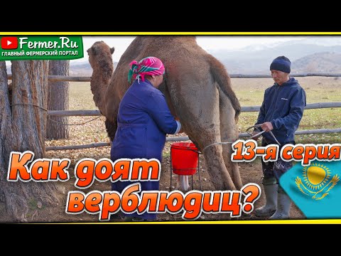 Видео: Верблюжье молоко - достояние Казахстана. Какие верблюды дают больше молока? Доение верблюдиц